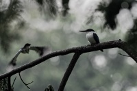 Lednacek promenlivy - Todiramphus chloris - Collared Kingfisher o2374